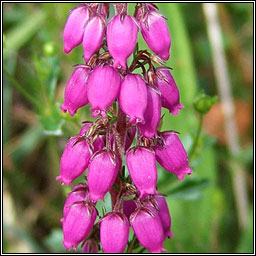 Bell Heather, Erica cinerea, Fraoch cloigneach