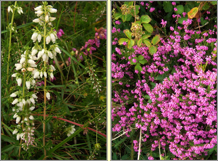 Bell Heather, Erica cinerea, Fraoch cloigneach