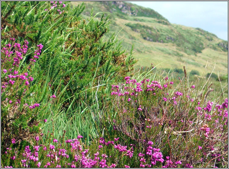 Bell Heather, Erica cinerea, Fraoch cloigneach