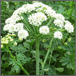 Hemlock Water-dropwort, Oenanthe crocata, Tranlus braonach an chorraig