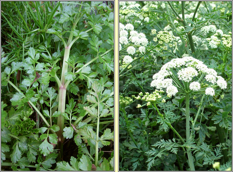 Hemlock Water-dropwort, Oenanthe crocata, Tranlus braonach an chorraig