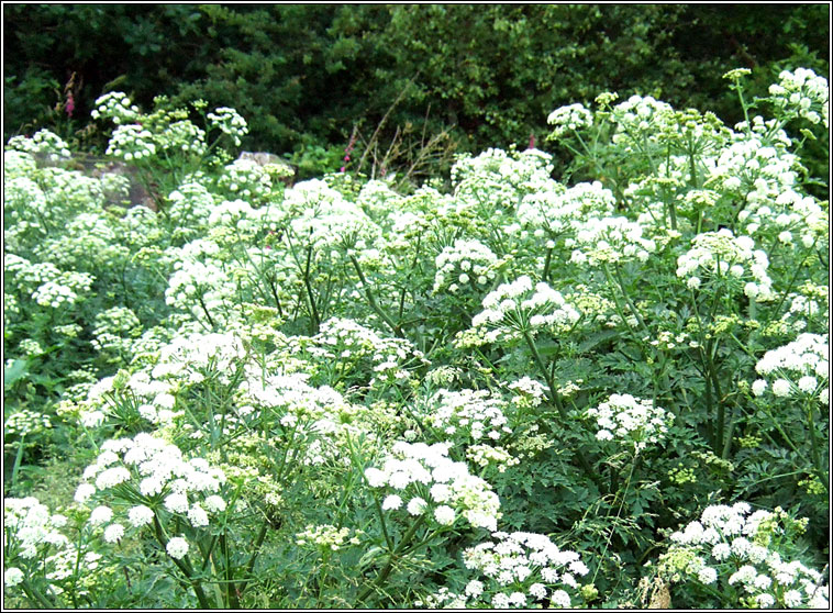 Hemlock Water-dropwort, Oenanthe crocata, Tranlus braonach an chorraig