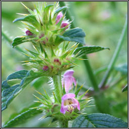 Common Hemp-nettle, Galeopsis tetrahit, G bi