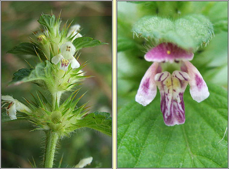 Common Hemp-nettle, Galeopsis tetrahit, G bi