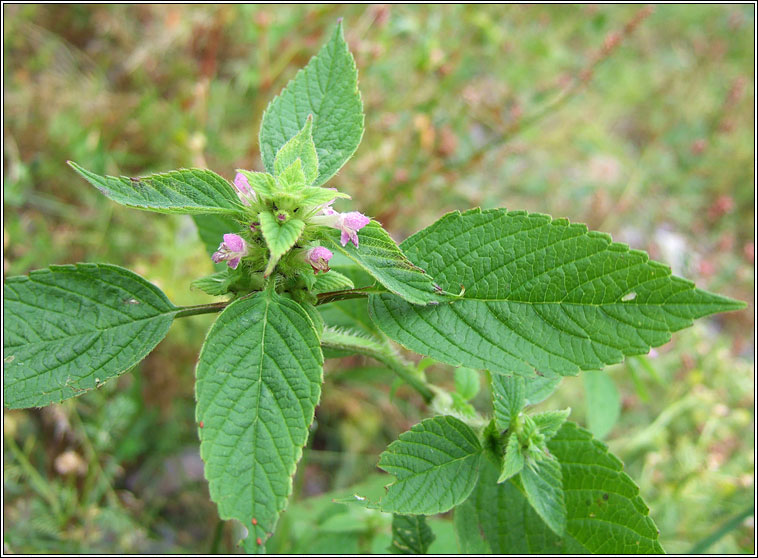 Common Hemp-nettle, Galeopsis tetrahit, G bi