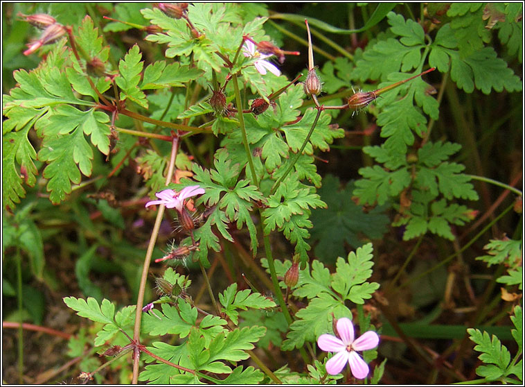 Herb-robert, Geranium robertianum, Ruithal r