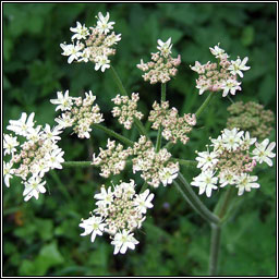 Hogweed, Heracleum sphondylium, Feabhrn