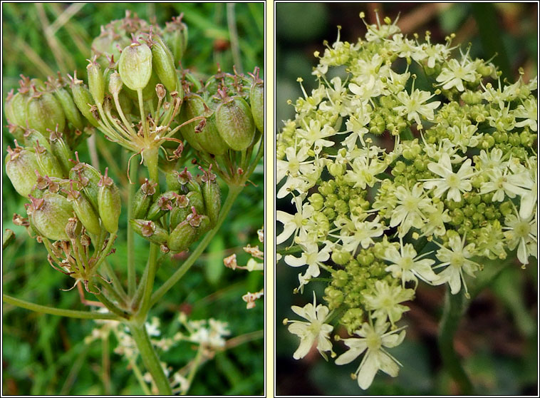 Hogweed, Heracleum sphondylium, Feabhrn