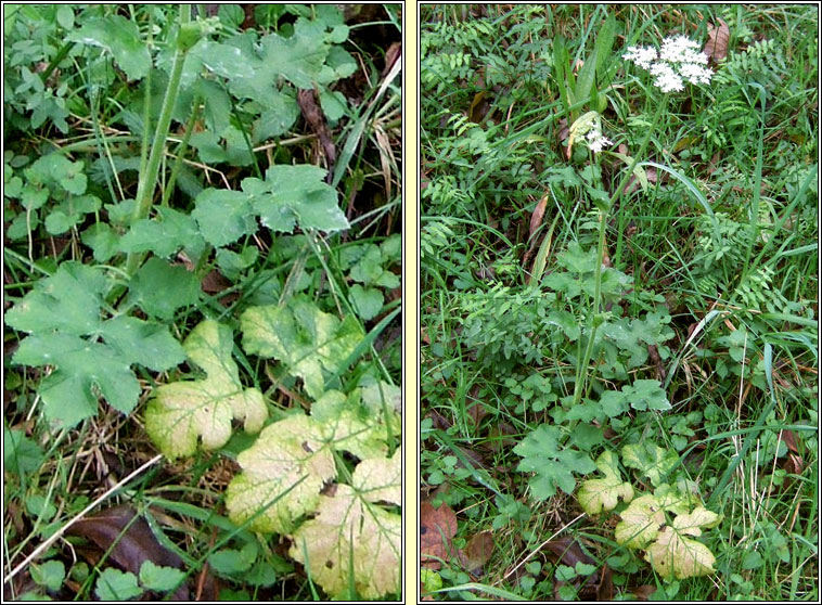 Hogweed, Heracleum sphondylium, Feabhrn