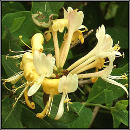 Honeysuckle, Lonicera periclymenum, Tthfhithleann