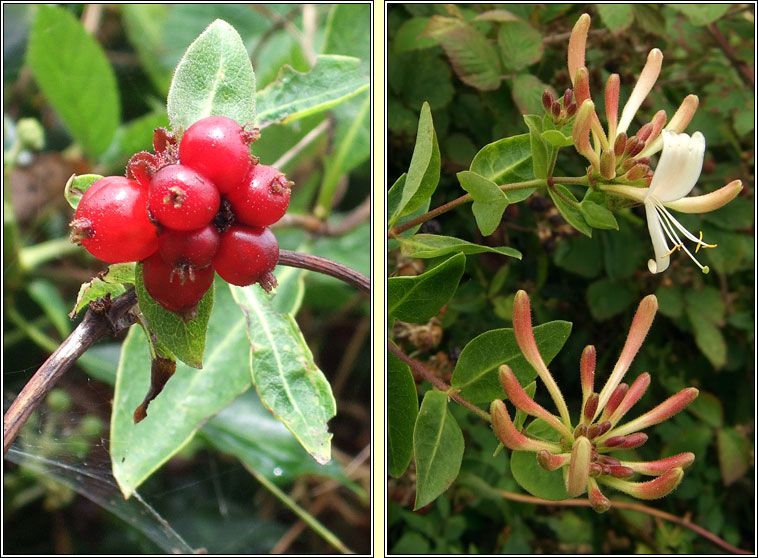 Honeysuckle, Lonicera periclymenum, Tthfhithleann