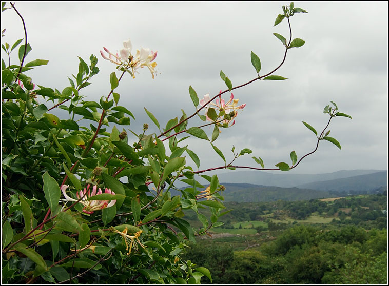 Honeysuckle, Lonicera periclymenum, Tthfhithleann