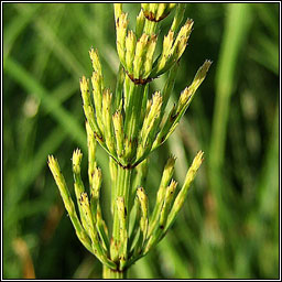 Horsetail's, Equiseteum