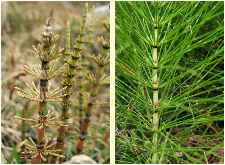 Horsetail's, Equiseteum