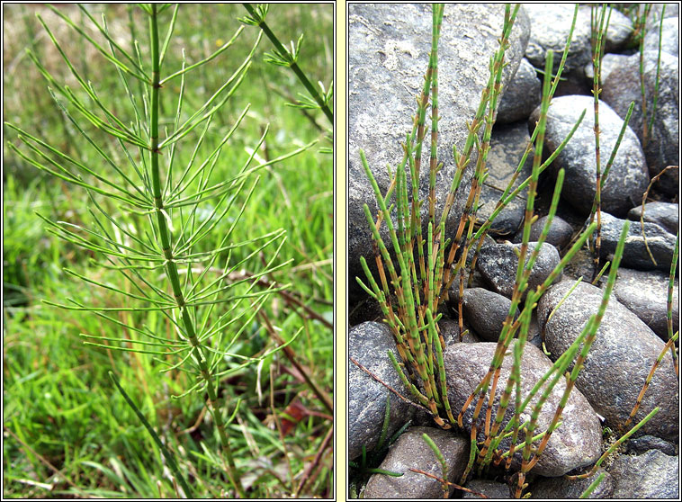 Horsetail's, Equiseteum