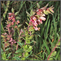 Red Bartsia, Odontites vernus, Hocas tae