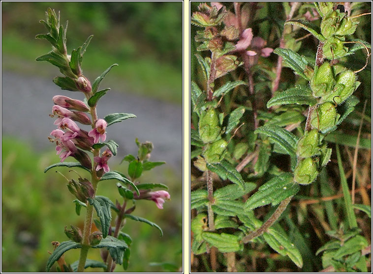 Red Bartsia, Odontites vernus, Hocas tae