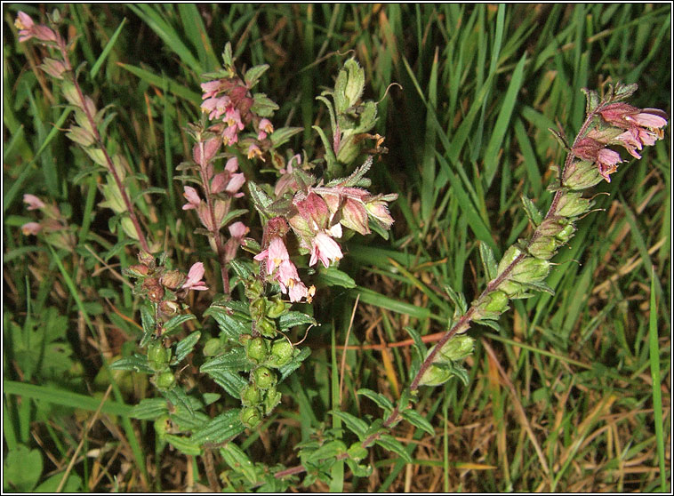 Red Bartsia, Odontites vernus, Hocas tae