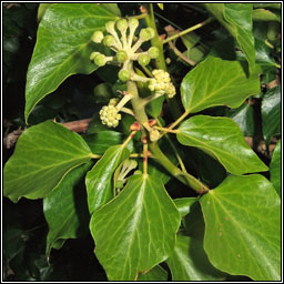 Atlantic Ivy, Hedera hibernica, Eidhnen