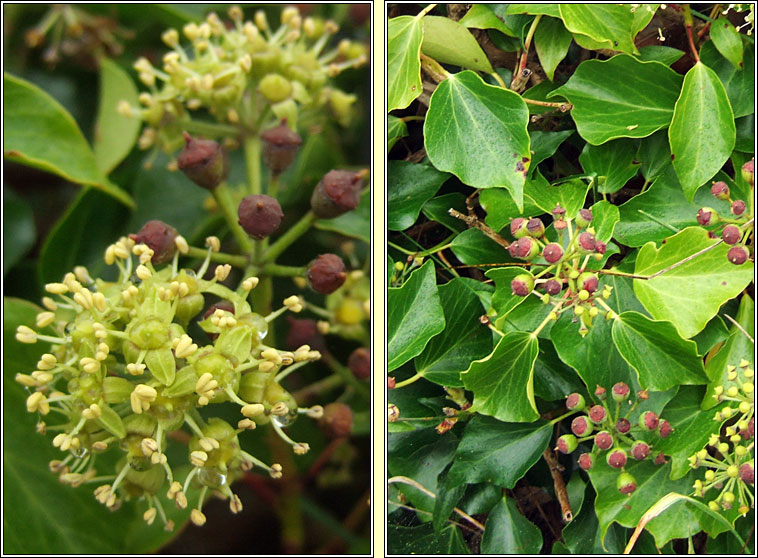 Atlantic Ivy, Hedera hibernica, Eidhnen