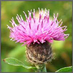 Knapweed, Centaurea nigra, Minscoth