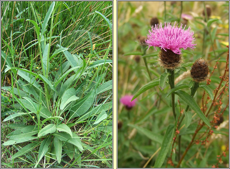 Knapweed, Centaurea nigra, Minscoth