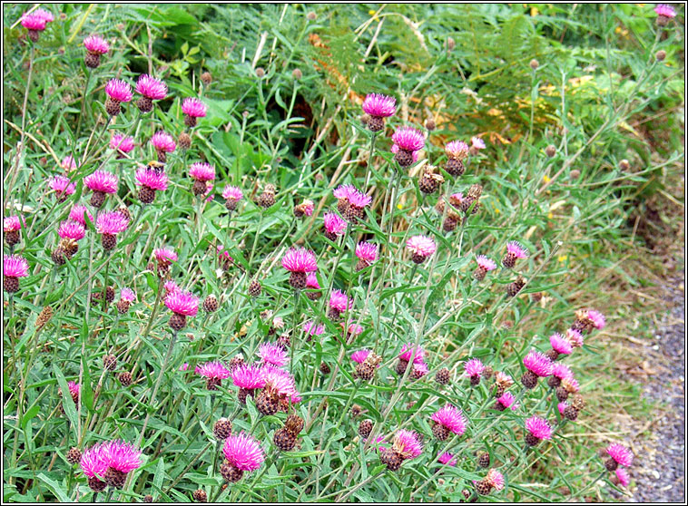 Knapweed, Centaurea nigra, Minscoth