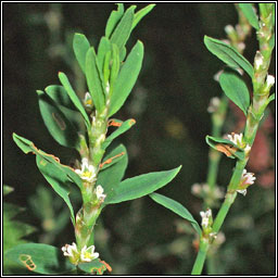 Knotgrass, Polygonum aviculare, Glineach bheag