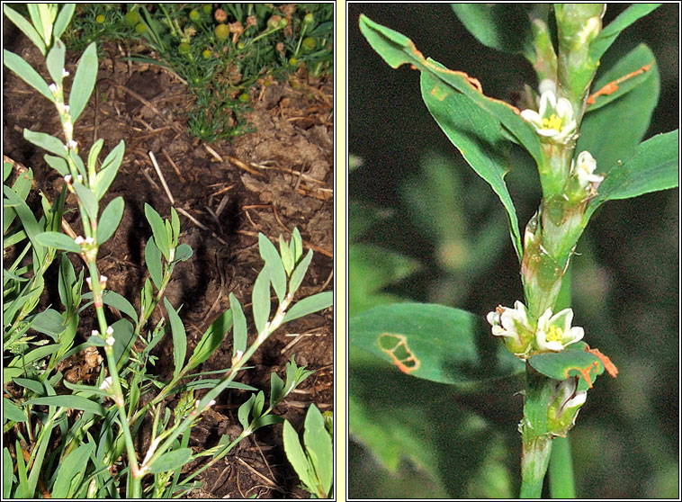 Knotgrass, Polygonum aviculare, Glineach bheag