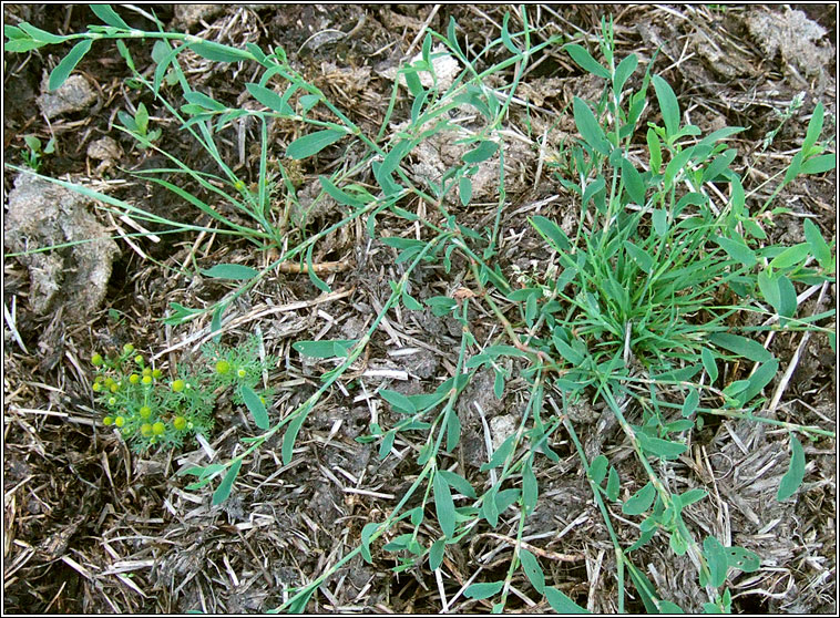 Knotgrass, Polygonum aviculare, Glineach bheag