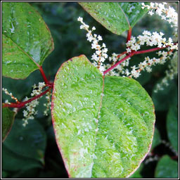 Japanese Knotweed, Reynoutria japonica, Glineach bhiorach