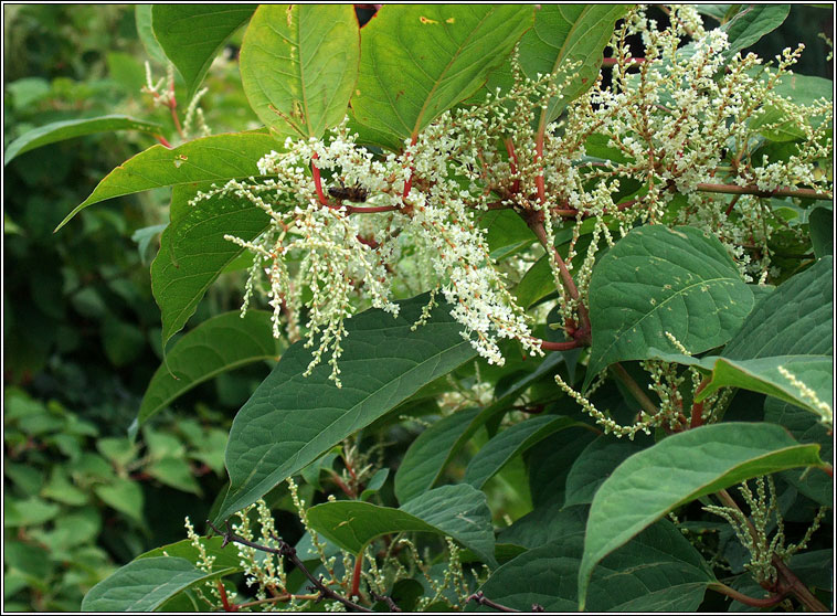 Japanese Knotweed, Reynoutria japonica, Glineach bhiorach