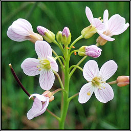 Lady's Smock, Cardamine pratensis, Biolar gragin