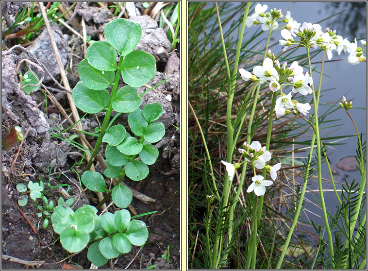 Lady's Smock, Cardamine pratensis, Biolar gragin