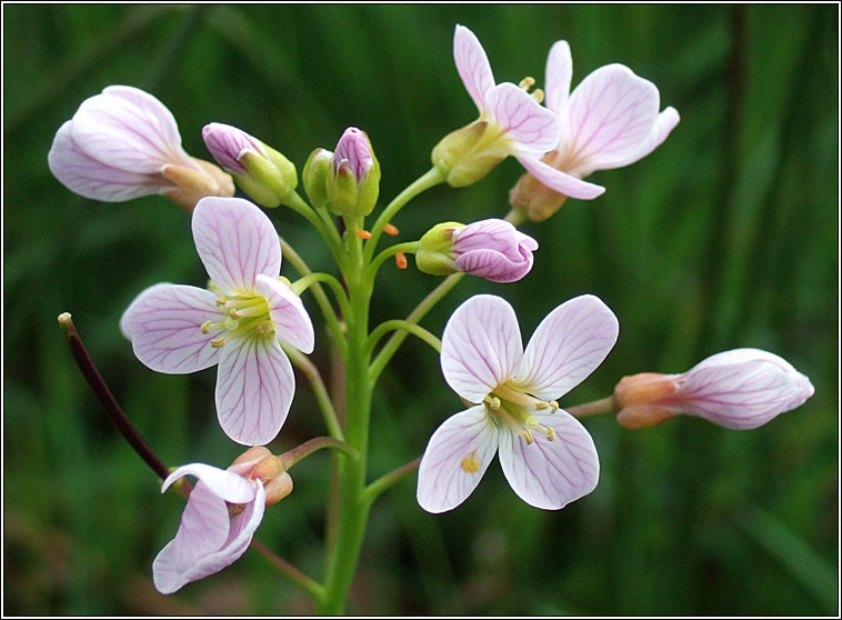 Lady's Smock, Cardamine pratensis, Biolar gragin