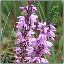 Ling, Calluna vulgaris, Fraoch mr