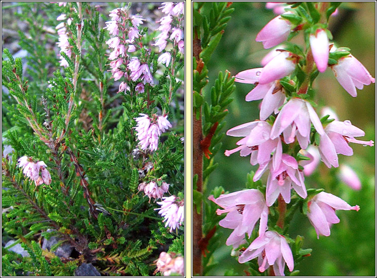 Ling, Calluna vulgaris, Fraoch mr