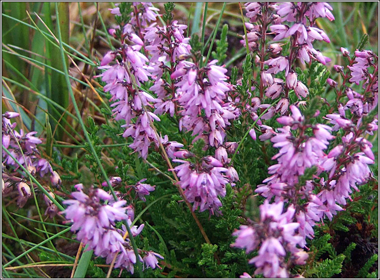 Ling, Calluna vulgaris, Fraoch mr