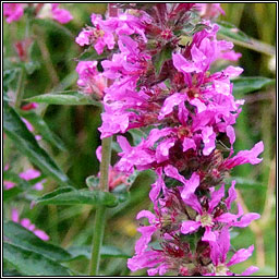 Purple-loosestrife, Lythrum salicaria, Crachtach