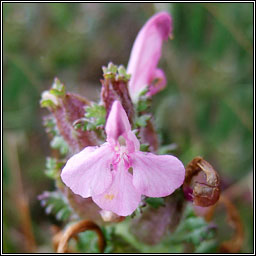 Lousewort, Pedicularis sylvatica, Lus an ghiolla