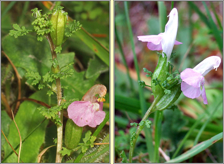 Lousewort, Pedicularis sylvatica, Lus an ghiolla