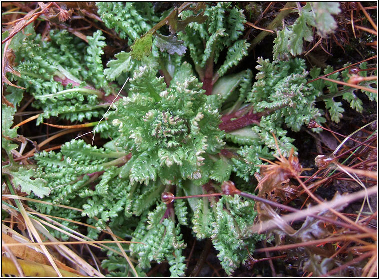 Lousewort, Pedicularis sylvatica, Lus an ghiolla