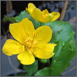 Marsh-marigold, Caltha palustris, Lus bu Beltaine