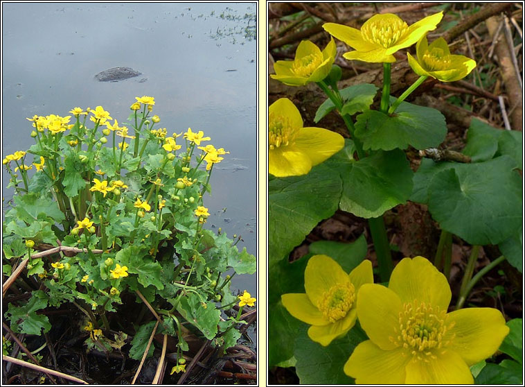 Marsh-marigold, Caltha palustris, Lus bu Beltaine