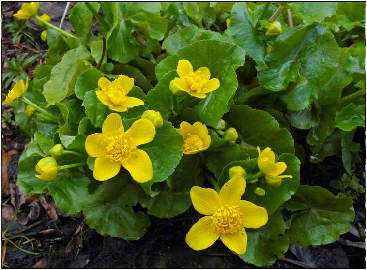 Marsh-marigold, Caltha palustris, Lus bu Beltaine