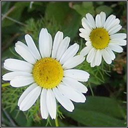 Scentless Mayweed, Tripleurospermum inodorum, Me drua