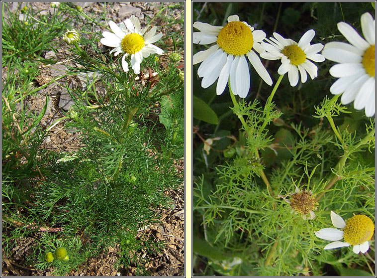 Scentless Mayweed, Tripleurospermum inodorum, Me drua