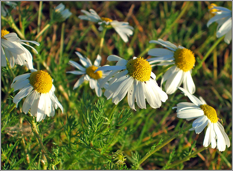 Scentless Mayweed, Tripleurospermum inodorum, Me drua