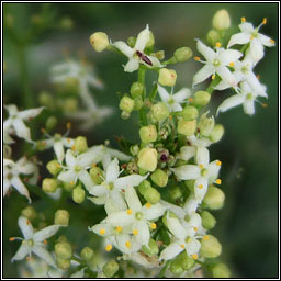 Hedge Bedstraw, Galium album, R fil