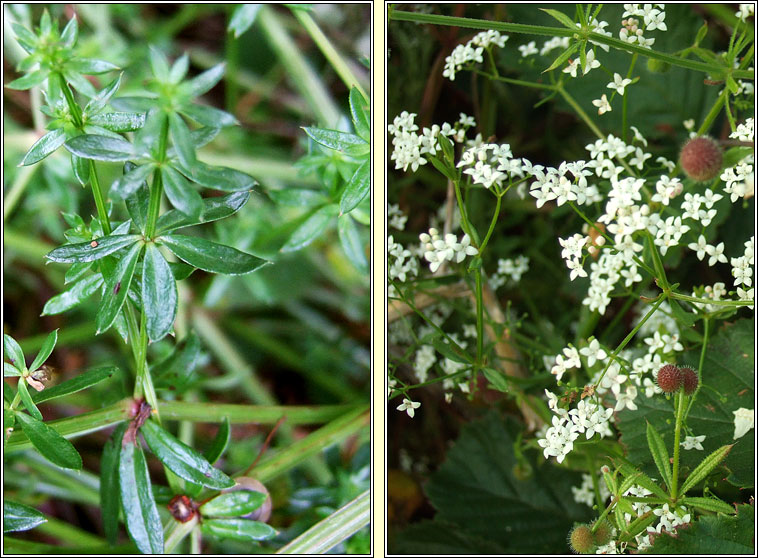 Hedge Bedstraw, Galium album, R fil